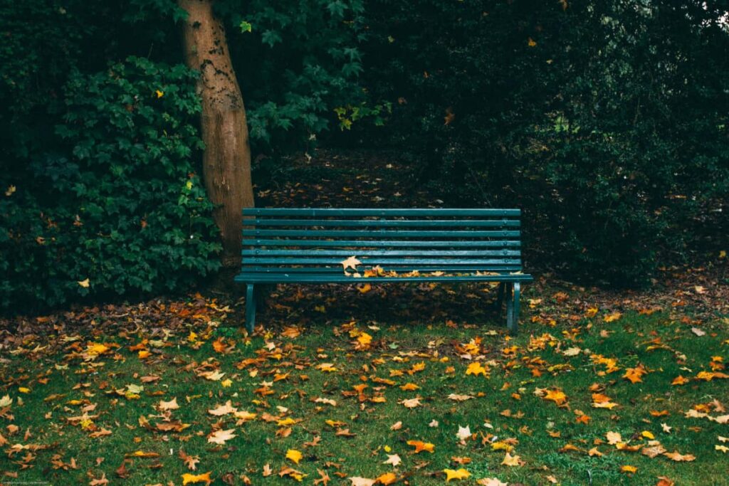 Bench in the park next to a tree